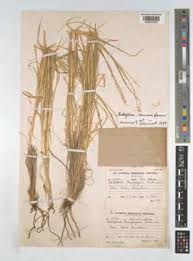 Image result for Anthephora pubescens