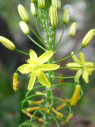 Image result for Bulbine asphodeloides