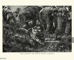 Hunting Tigers Tiger Charging The ...