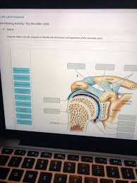 A more detailed palpation of the muscle and bone structures of the shoulder region should be performed afterward. Api Lab 9 Homework Art Labeling Activity The Shou Chegg Com