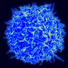 Behold The Coolest Science Photos Of The Past Decade Immunotherapy Cancer T Cell Scanning Electron Micrograph