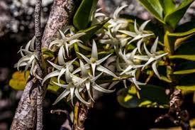 Image result for Clutia hirsuta