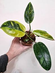 Image result for Impatiens keilii