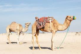 It is the tallest of the three species of camel; Stock Bild Von Mittlere Kamel Dromedar Kamel Sibirischer Husky Bilder