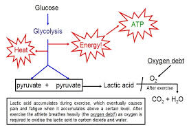 However, the actual reactions are very different, using different organelles and requiring different enzymes. Respiration