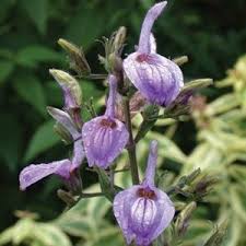 Image result for Brillantaisia oligantha