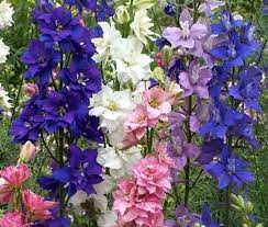 Rocket Larkspur Seeds Delphinium Ajacis