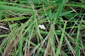 Image result for Oryza longistaminata