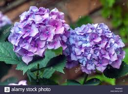 Letto di fiori di ortensie. Fiori Di Ortensie Blu E Viola Hydrangea Macrophylla Foto Stock Alamy
