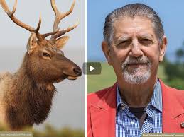 MEDIA RELEASE: Actor Peter Coyote Speaks Out for Tule Elk of Point Reyes  National Seashore