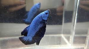 Berikut cara ternak dan budidaya ikan cupang bagi anda yang baru. Melatih Ikan Cupang Plakat Blue Dragon Youtube