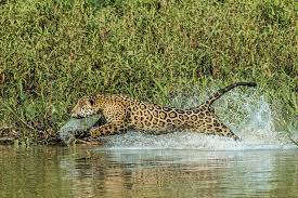 Jaguars Predator And Spiritual Symbol Of Ayahuasca Drug Ritual Threatened By Poaching And Habitat Loss Pantanal Big Cats Photography Jaguar Animal