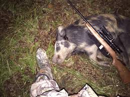 At other factories, as many as seven government inspectors are stationed along the slaughter line to. First Hog With My New 22lr Texas Hunting Forum