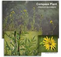 Compass Plant Prairie in need of attention