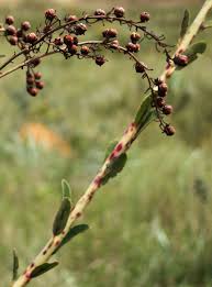 Image result for Agarista