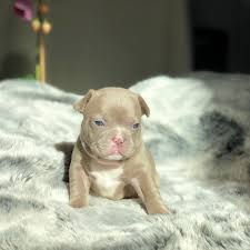 French bulldog puppies for sale in texas usa. French Bulldog Puppies French Bulldog Pups French Bulldog For Sale