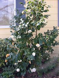 Camellia Japonica White By The Gate Jw Japonica Green Ridge Landscape
