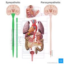 Image result for Sympathetic Nervous System