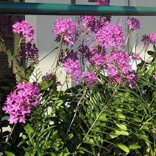 Bunga anggrek juga cocok untuk ditanami di dalam rumah, sebagai hiasan taman dalam rumah tanpa membutuhkan banyak perawatan. Jual Tanaman Hias Anggrek Merpati Bunga Ungu Berkualitas