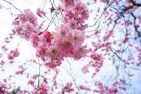Cherry Blossoms In Nantes France Looking Forward To Spring What Are You Looking Forward To Trevellers Trevellersfranc Lonely Planet Travel Blogger Blossom