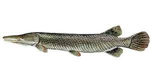 Check spelling or type a new query. Florida Gar Florida Native Freshwater Fish Available Throughout The Us