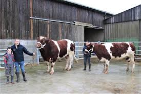Bierné-Les-Villages. Ses Rouges des Prés vont au salon de l'agriculture
