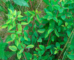 Image result for Desmodium