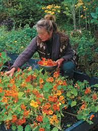 Consume edible flowers safely check to make sure a flower is edible before cooking with it. Edible Flowers Enliven A Garden Finegardening