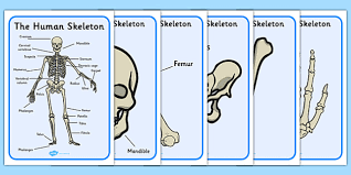 The muscular system is made up of specialized cells called muscle fibers. Human Skeleton Display Posters Scientific Names