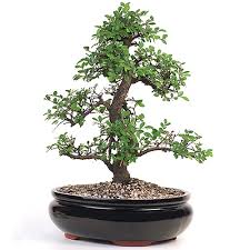 I've had this chinese elm bonsai for several years now, and it has always been a quick grower and looks lovely. Bonsai Chinese Elm Bonsai Tree From Easternleaf Com Characterized By Its Leaf Shape And Strong Stem Development The Chinese Elm Bonsai Tree Will Continually Produce Fresh Leaves To Any Shape This