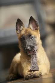 A8ccb2dbac87e4a050ee43df3cca45e0 Jpg 600 901 Pixels Belgian Malinois Dog Malinois Dog Belgian Malinois