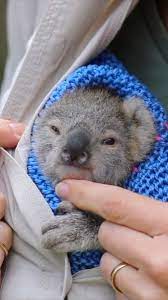 Pin On Koala
