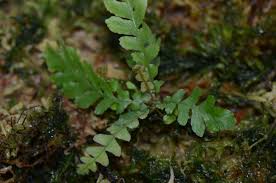 Image result for Asplenium hypomelas