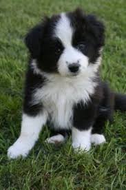 All Black Border Collie Puppy Black And White Border Collie Puppy Do You Need Boarding Or Daycare For Your Puppy At Rocky S Retreat In Central Collie Puppies Border Collie Puppies Collie