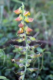 Image result for Crotalaria reptans- intermediates with pisicarpa