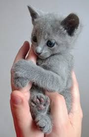 2 gorgeous female russian blue kittens looking for there forever home. Russian Blue Kitten For Sale Cute Cats Pictures