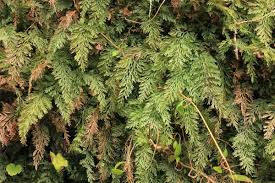 Image result for Vandenboschia