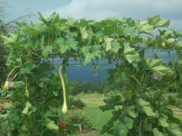 Zucchini grow on a vine that spreads along the ground but it will also climb up a trellis if one is available. Photo Of Climbing Zucchini Tromboncino Cucurbita Moschata Tromba D Albenga Plants Squash Trellis Pumpkin Trellis