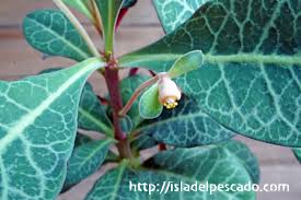 Image result for Monadenium pseudoracemosum