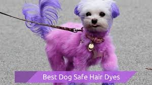 Meet the manic panic family. Dog Safe Hair Dyes Your Guide To Coloring Your Pups Coat Safely Smart Dog Owners