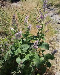 Image result for Achyrospermum schimperi