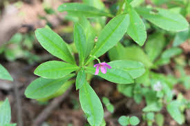 Image result for Talinum portulacifolium