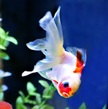 Goldfish For Sale Online All Pictures Are Taken By Windsor Fish Hatchery They Are Of The Exact Goldfish You Will Recei Goldfish For Sale Fish Hatchery Goldfish
