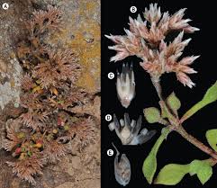 Image result for Polycarpaea