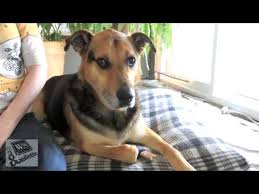 And make sure he has lots of toys and a big juicy bone or kong to keep him occupied while you're away. Dog Breaks Through Screen Door And Attacks Youtube