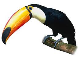 Toucan Facts For Kids What Do Toucans Eat Dk Find Out