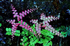 Image result for Adiantaceae