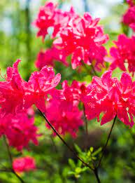 Surely it is different with small flowers on pot, because flowering all those flowers for flowering bushes are very important to be treated correctly. Flowering Shrubs By Season Better Homes Gardens