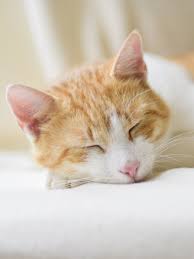 You can also upload and share your favorite akatsuki logo wallpapers. Sleeping Cat Wallpaper Iphone Android Desktop Backgrounds