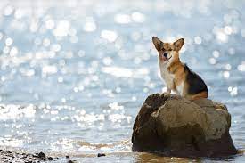 My Corgi Hd Dog Wallpapers New Tab Theme Warning Extremely Cute Dog Enjoy Adorable Hd Wallpapers Of Corgi Dogs With Every New Corgi Corgi Breeds Corgi Dog